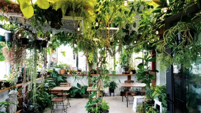 A cafe with an indoor plants aesthetic A cafe with an indoor plants aesthetic