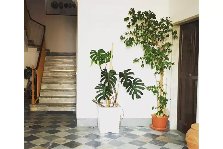 Indoor plants as decor for living room
