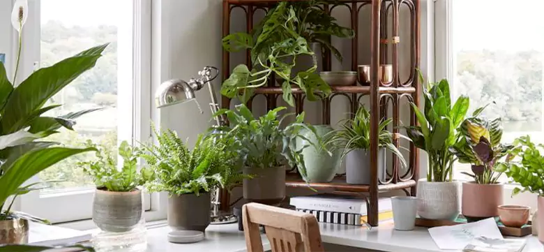 A room with various plants for air purification purpose