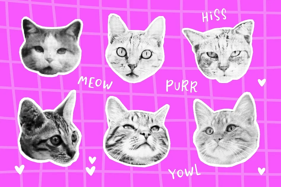 Featuring cat memes with funny faces showing relatable human emotions. Featuring cat memes with funny faces showing relatable human emotions.