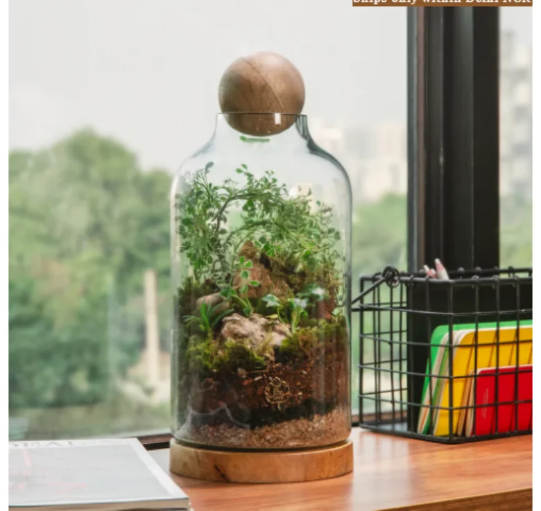 Desk terrarium for study room.
Desk terrarium for study room.