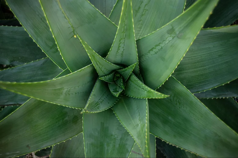 Aloe Vera plant.
