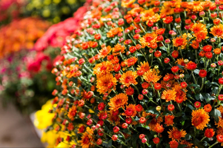 Chrysanthemum (Potted Mums) plant.
