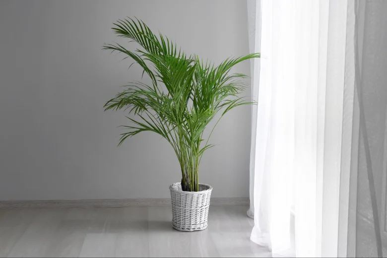 Areca palm plant.
