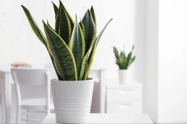 Snake plant to combat indoor air pollution.
